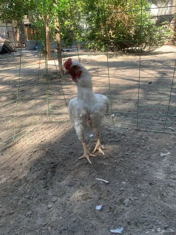 للبيع دجاج زيته فايتر 4