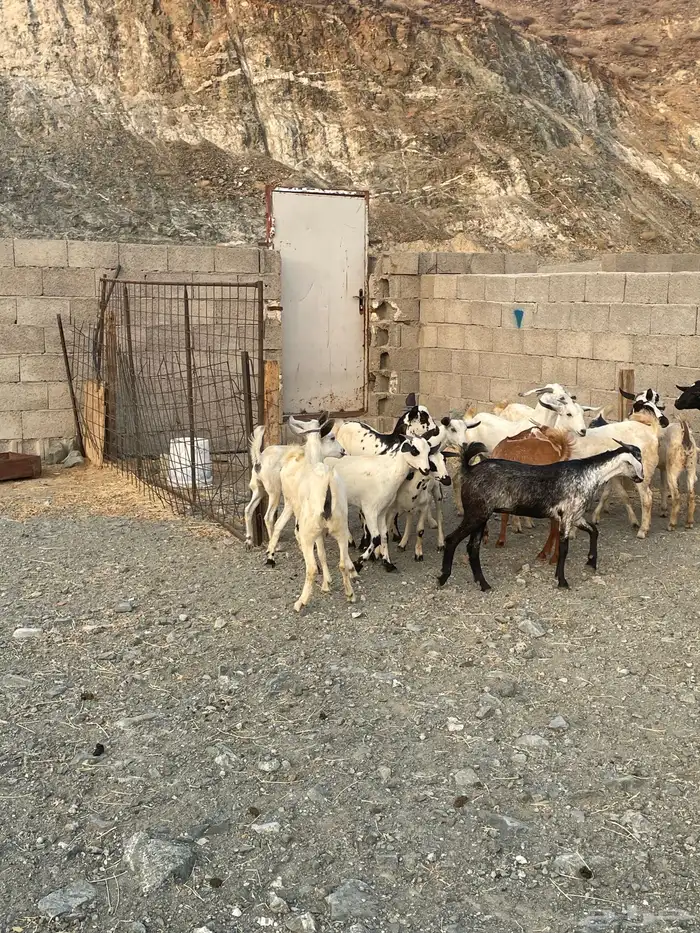 جفار بيشيه 0