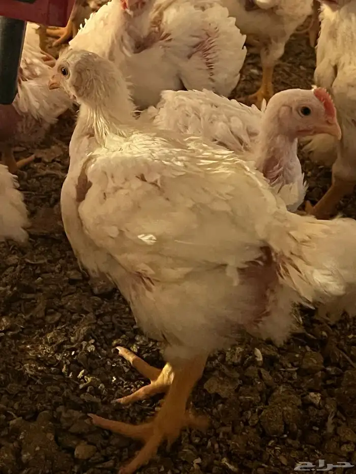 دجاج لاحم روس 308 للبيع 2