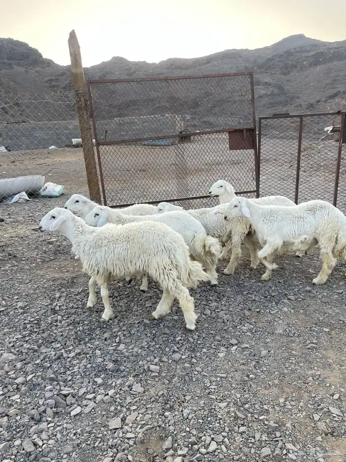 ( تم البيع )طليان حريات فاخره 1