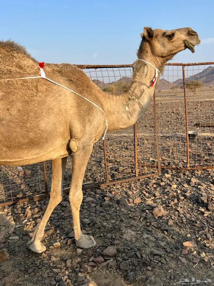 ساحليه تحتها بكره ناقه لبن ب 10500 يبلاش 4