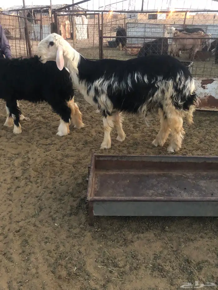 خروف نجدي عمره 8 شهور صنف م 1