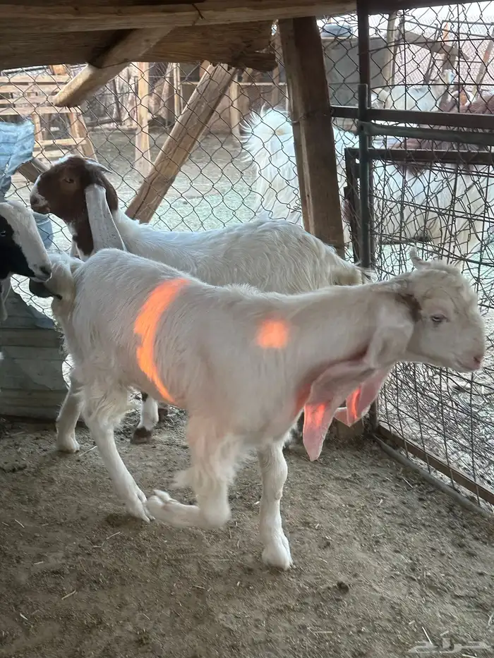 تيوس للبيع 3