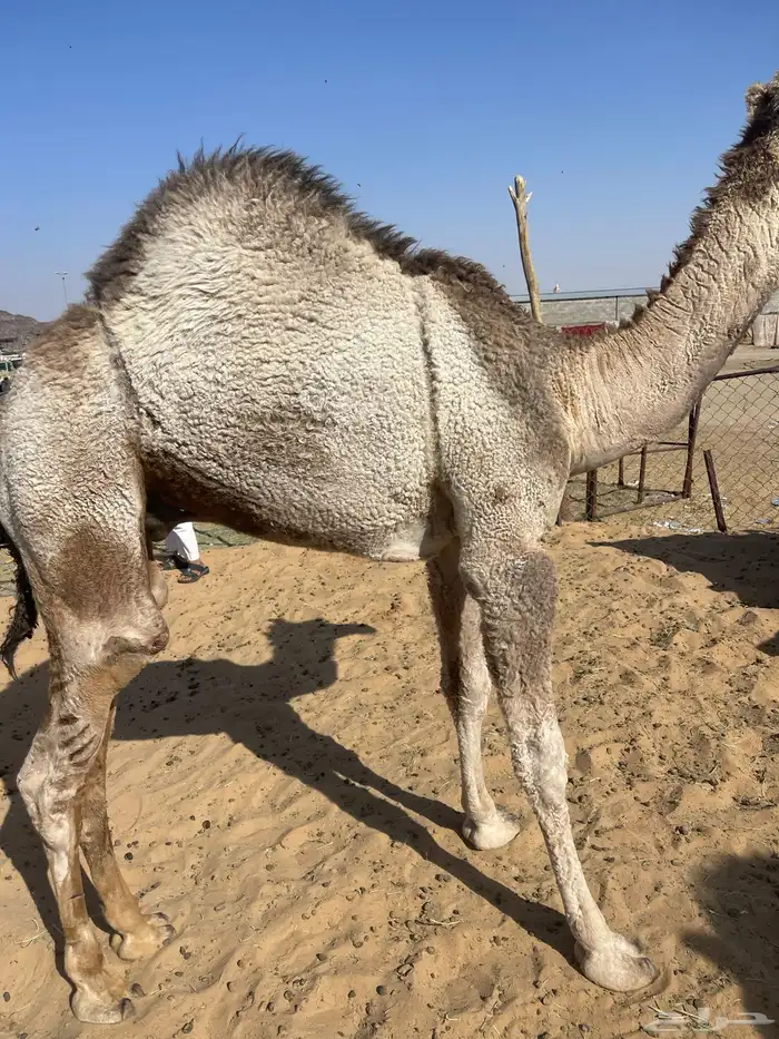 قعدان كفوللمناسبات 4