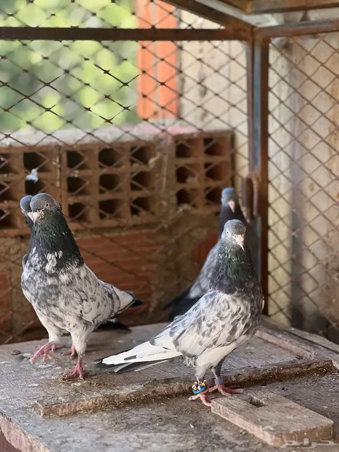 حمام بكساتني 4