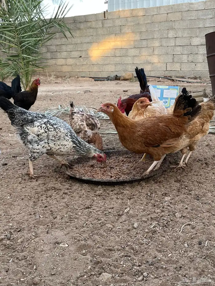 دجاج بياض كفو 1