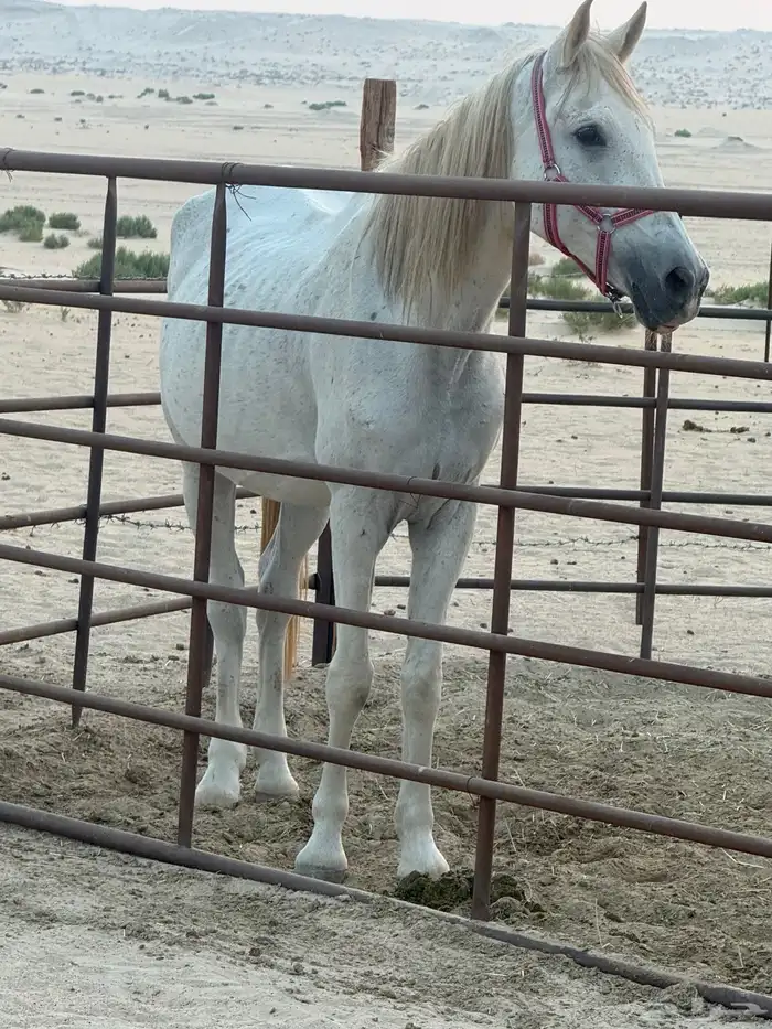 فرس شعبية للبيع جاهزه للتشبيه 1