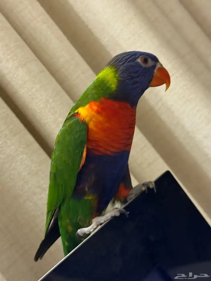 للبيع لوري هدد ومتكلم وصبغه قويه ولعوب طير منوة المربي 0