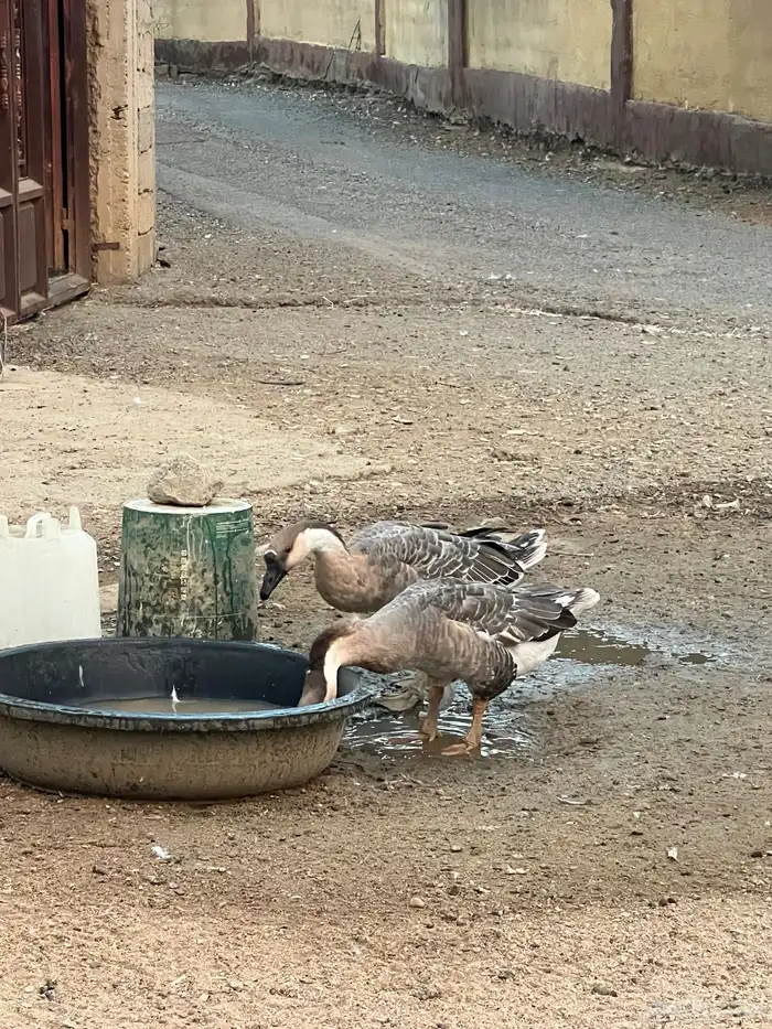 زوج وز عراقي 2