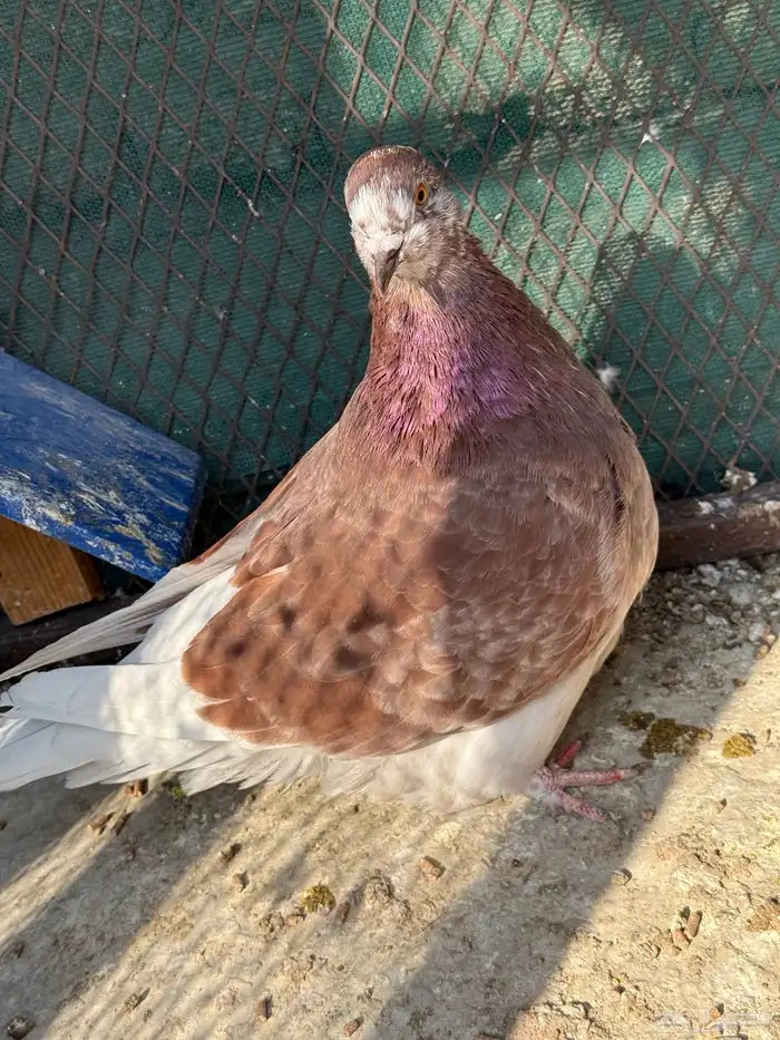 للبيع جوز فرش منتج مع والده 2