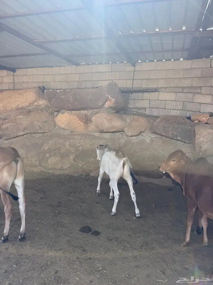 حسلان للبيع بلدي 8