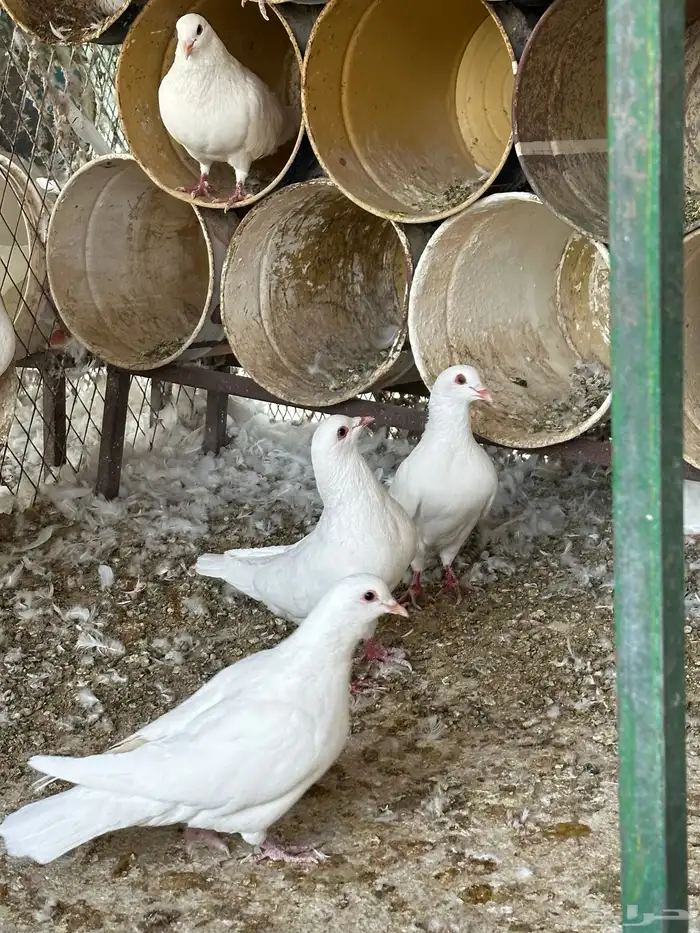 حمام فرنسي فاخر 2