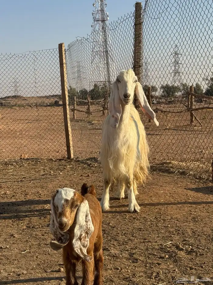 بيعن الله يبارك له معزا ولد مشاريك جروم وحليب 3