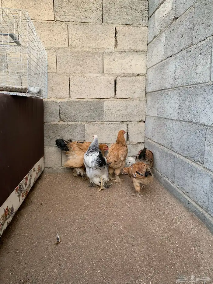 دجاج براهما 3