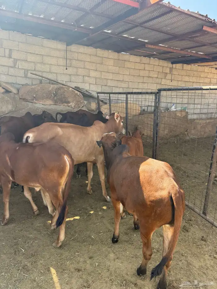 حسلان للبيع بلدي 11