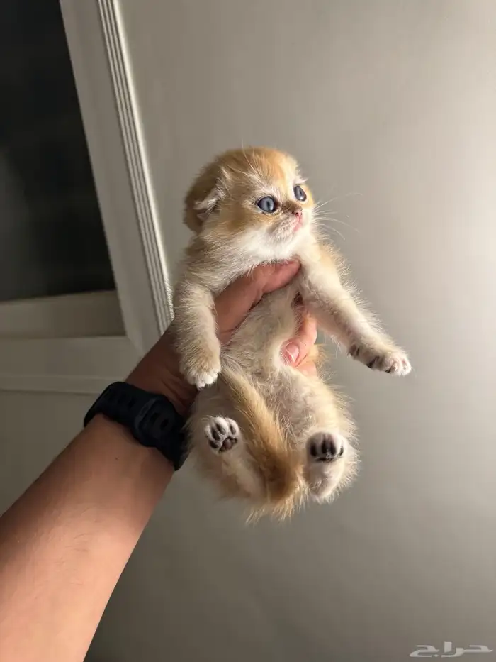 ذكر سكوتش فولد بيور للبيع 1