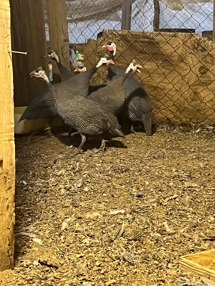 دجاج حبشي او فرعوني 1