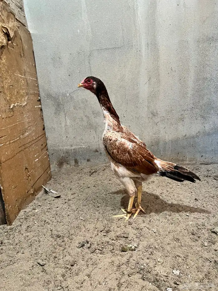 ديك برازيلي انتاج مستورد 5