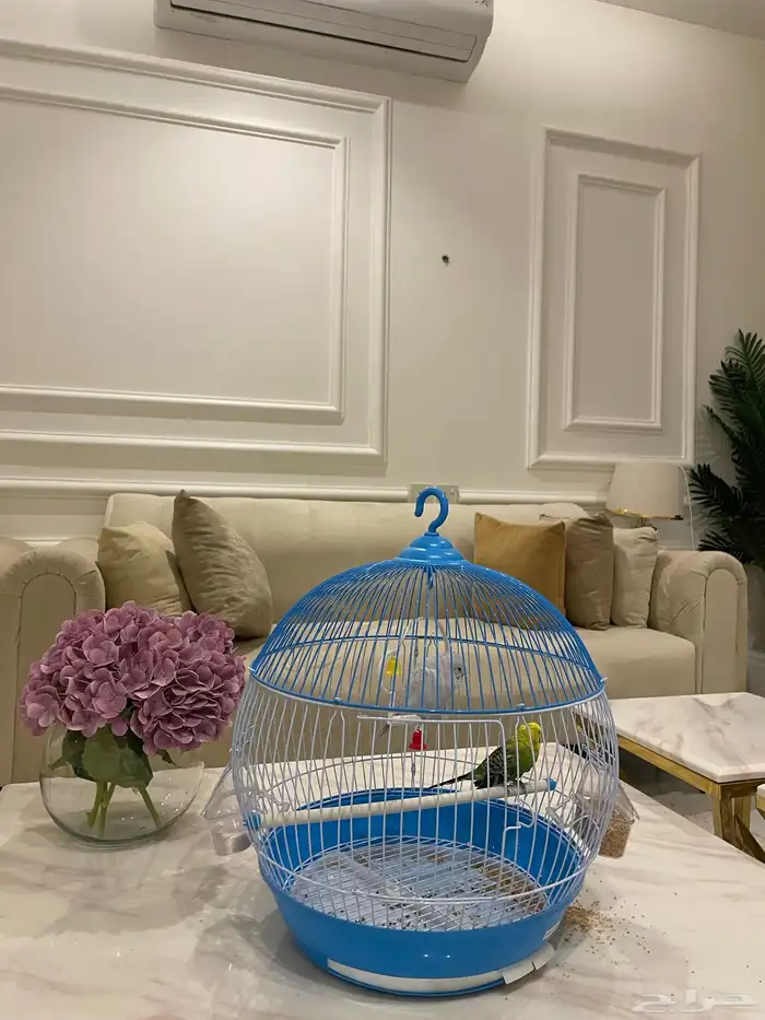 طيور الحب طيور جوزين 0