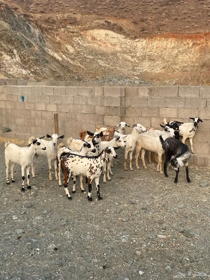 جفار بيشيه 4