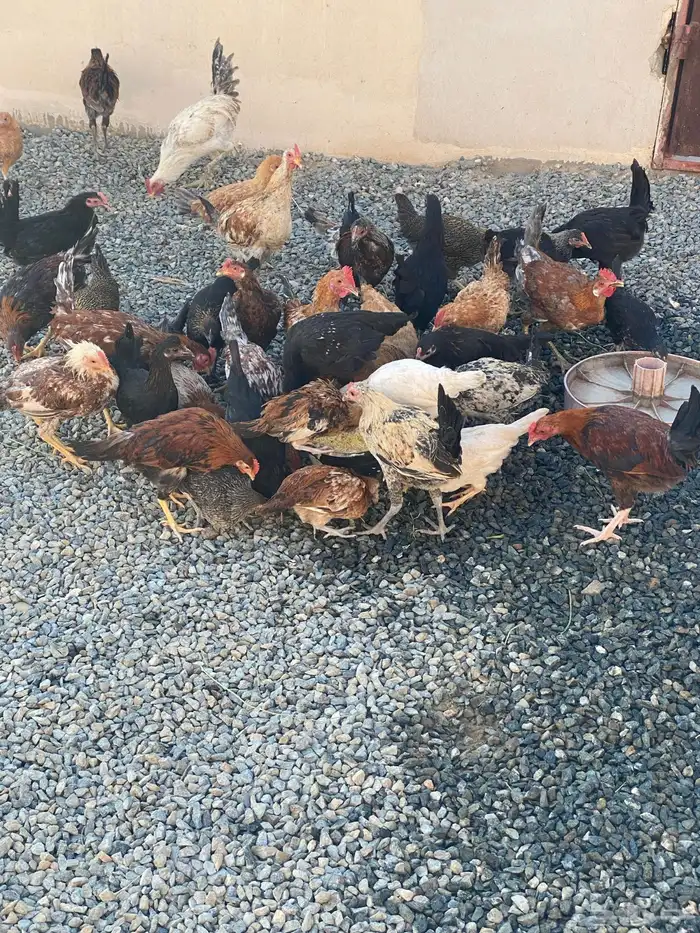 دجاج بلدي للبيع الموقع بيشة 1