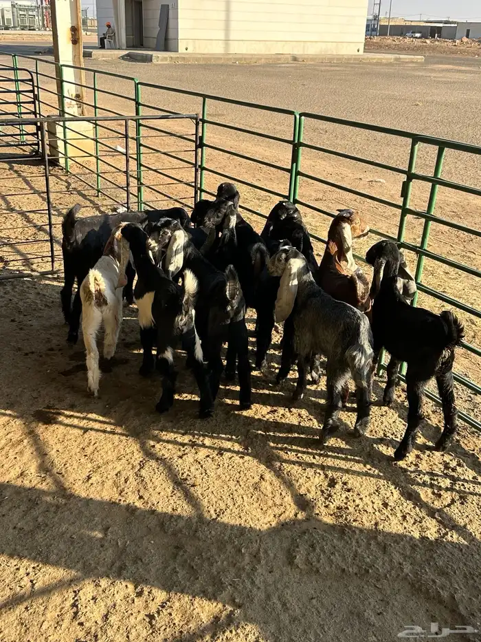 معزا مواليد 7حدرها 13 9