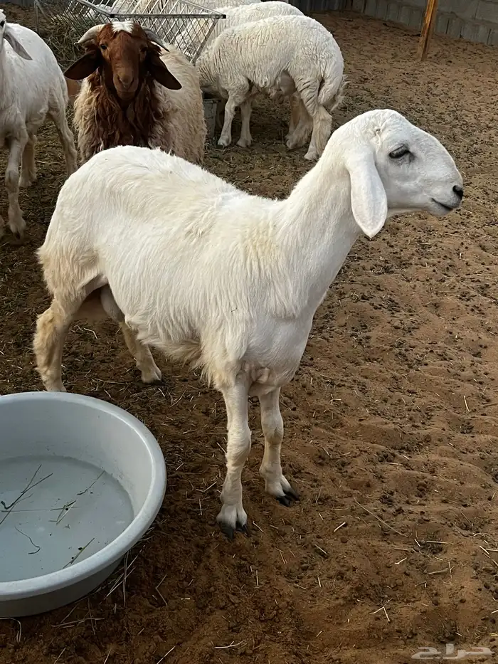 خرفان البيع صنف 0