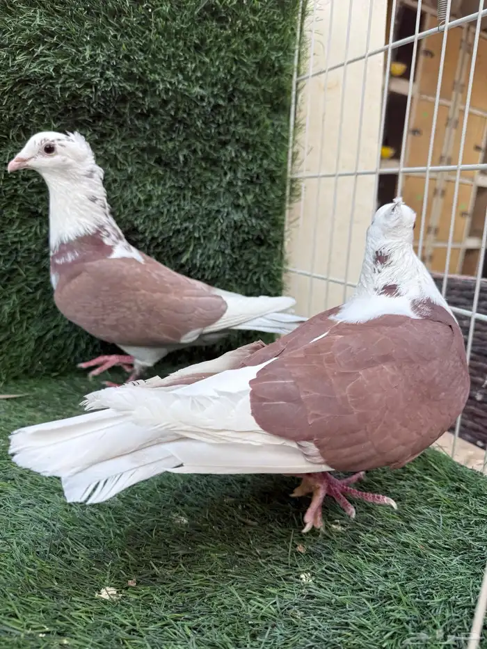 للبيع جوزين زاجل سوبر جامبو اصفر و احمر 5