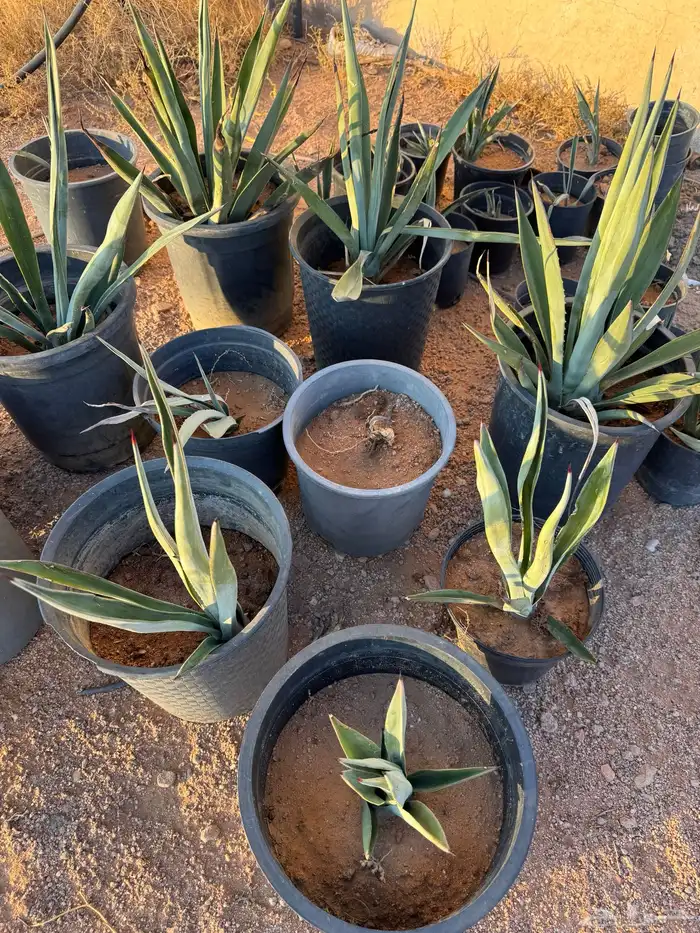 نخل واشنطني وصبارللبيع 0