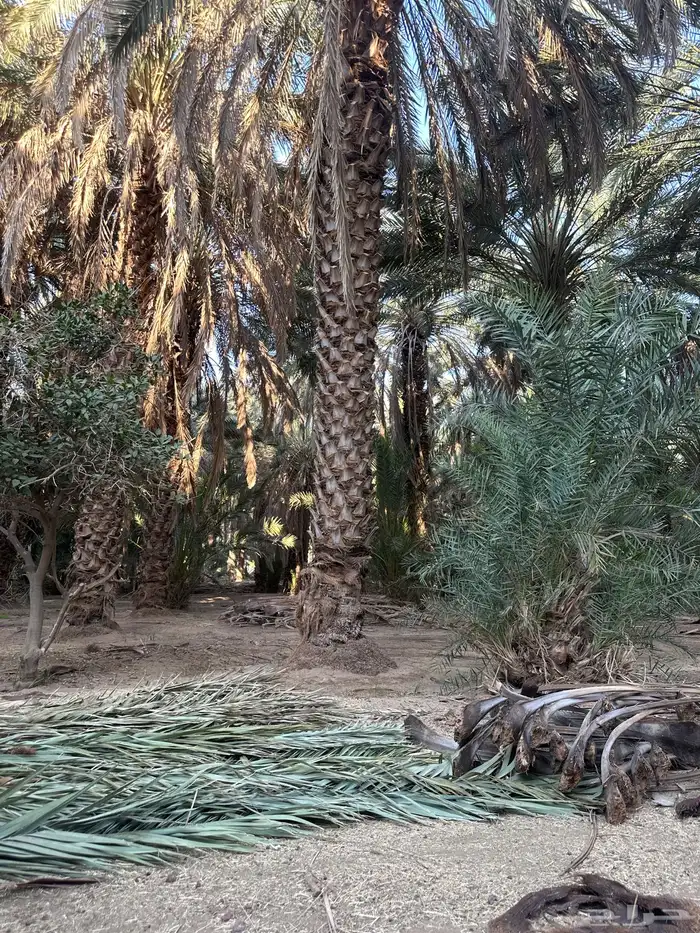 جريد الي يبيه يتواصل معاي 1