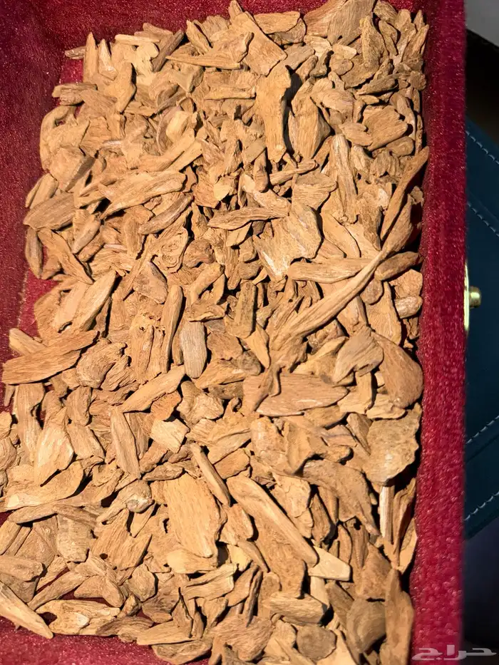 عود مروكي دقه وميني 0