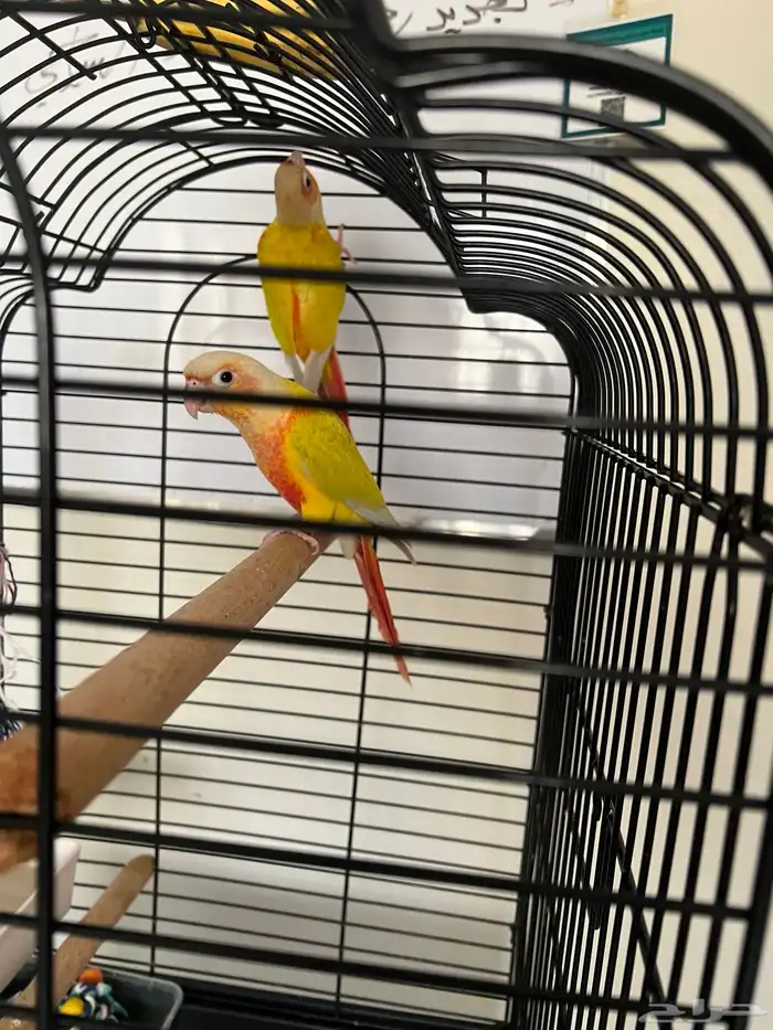 زوج صن شيك 1