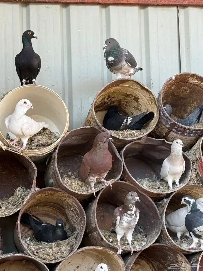 فواخر الحمام الخشن السوري 5