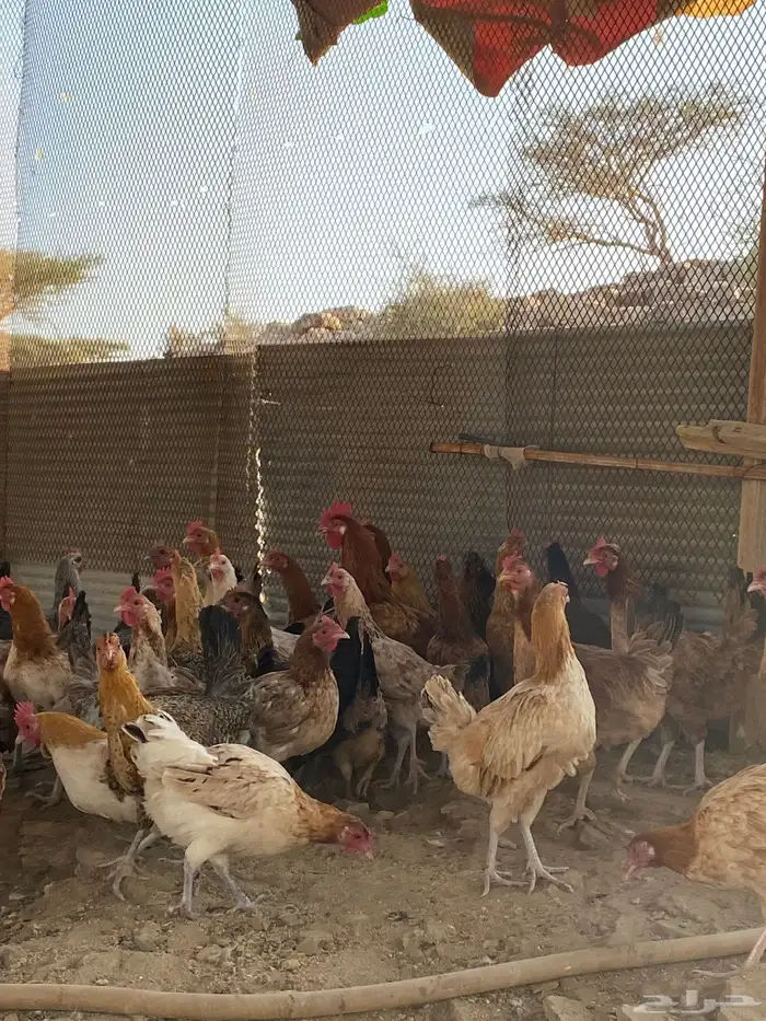 دجاج بلدي بياض شرط فواتح حمر 9