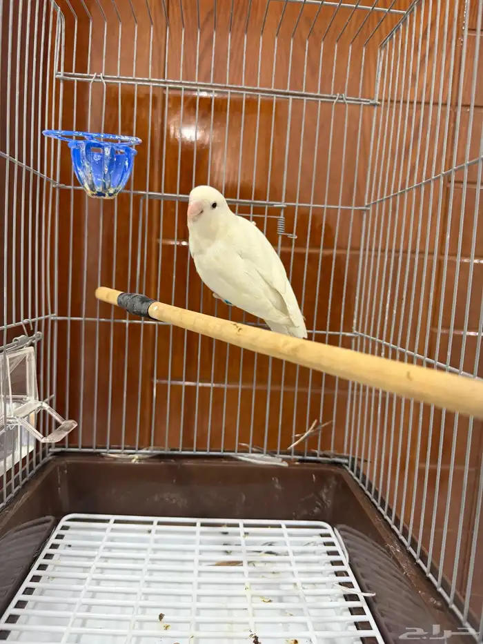 أنث روز البينو 1