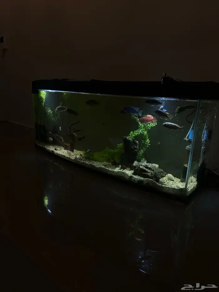 سمك زينه سيكلد 1