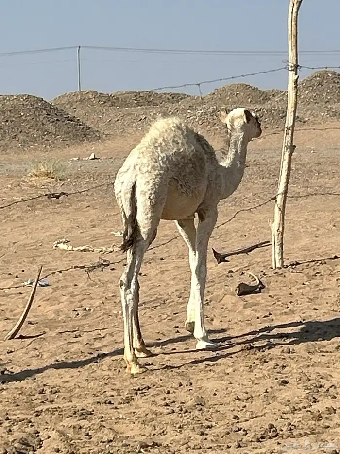 بكره طيبه ساسها طيب وامها مجمعه ومزيونه عمره 6 شهور تقريبا 0