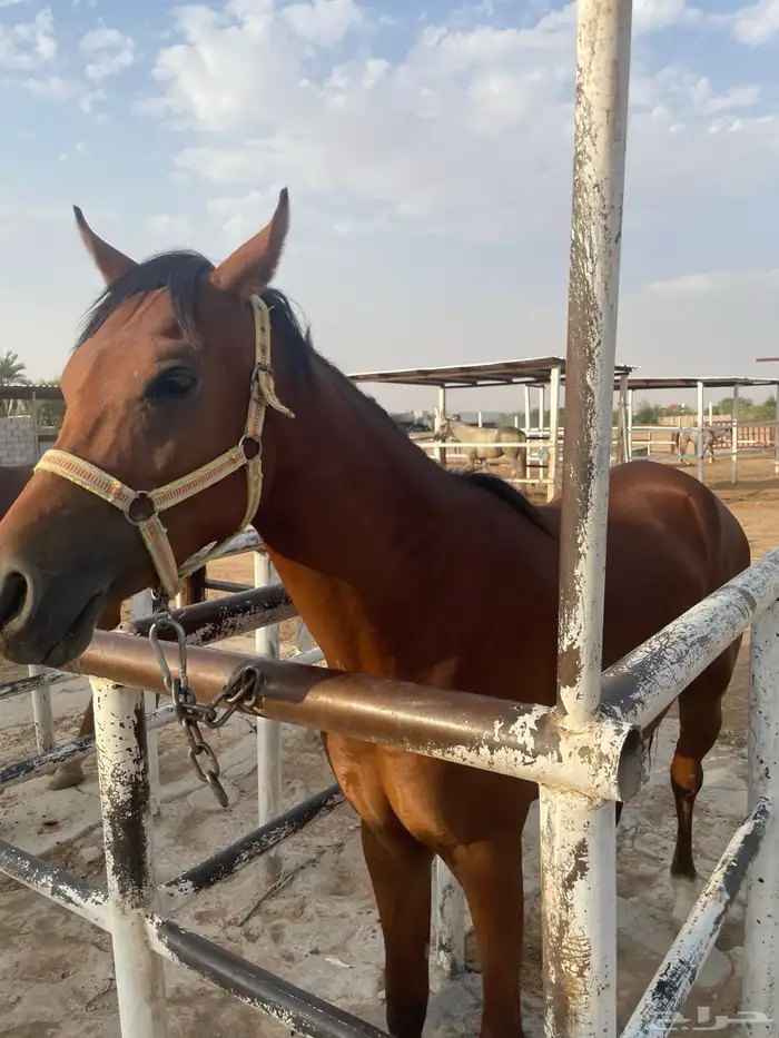 حصان شعبي هادي و يصلح للمبتدئين 1
