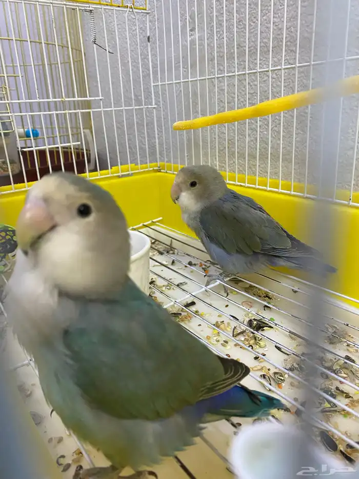 طيور الروز 0