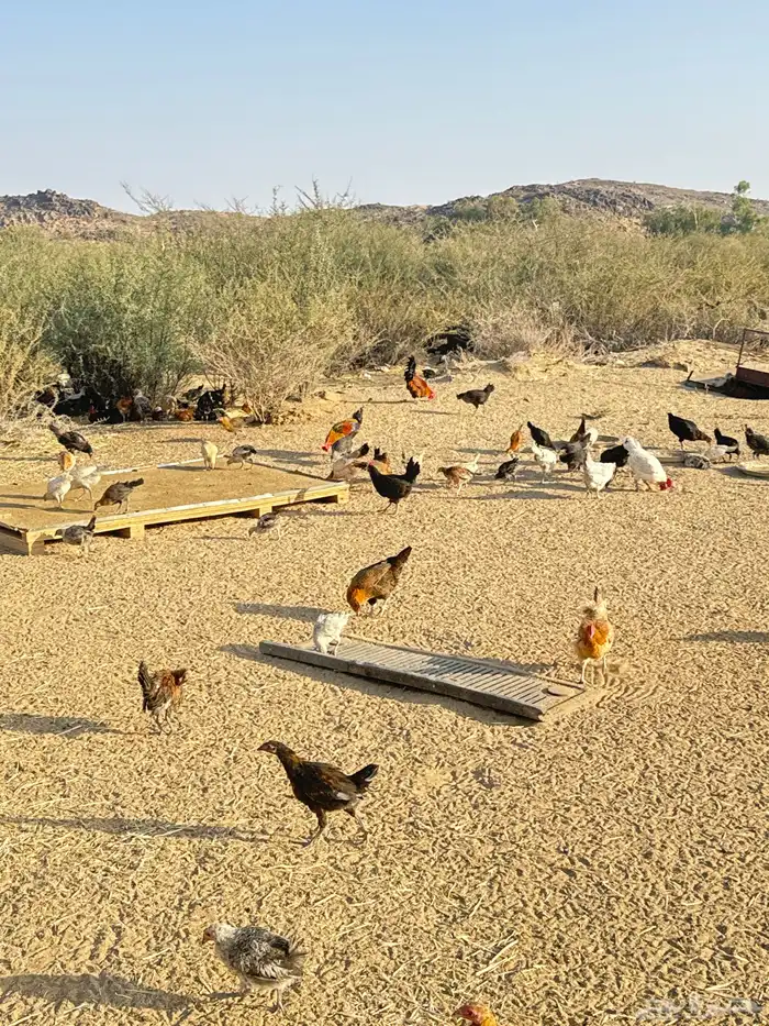 دجاج بلدي فيوم 1