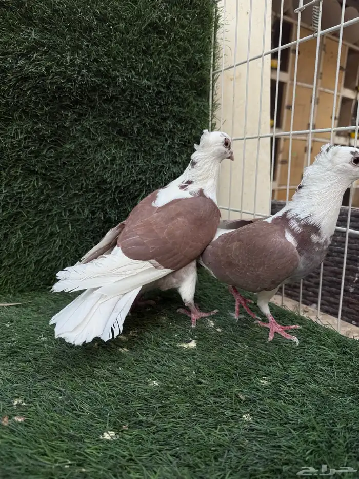 للبيع جوزين زاجل سوبر جامبو اصفر و احمر 7