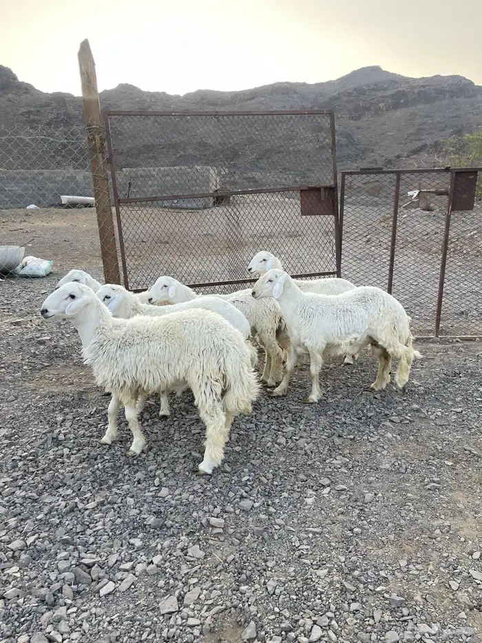 ( تم البيع )طليان حريات فاخره 2