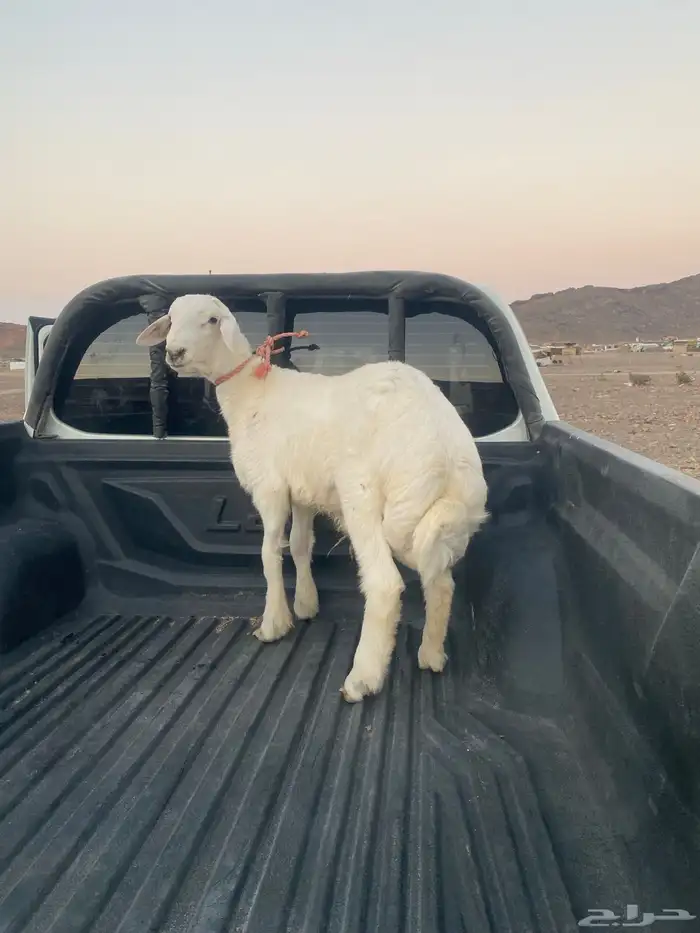 خروف ذبيحه فاخر 0