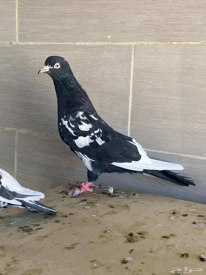 زوج رام بوري آخر ريشه 11