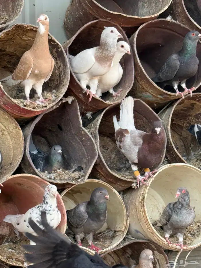 فواخر الحمام الخشن السوري 7