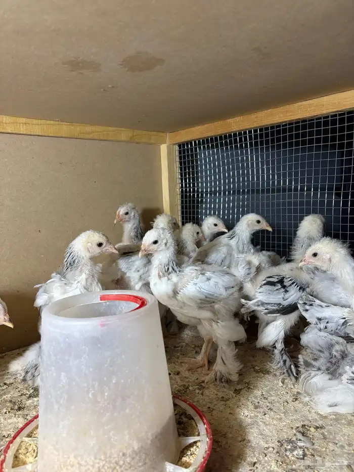 صيصان مستوى فاخر جدا جدا ما شاء الله تبارك الرحمن 4