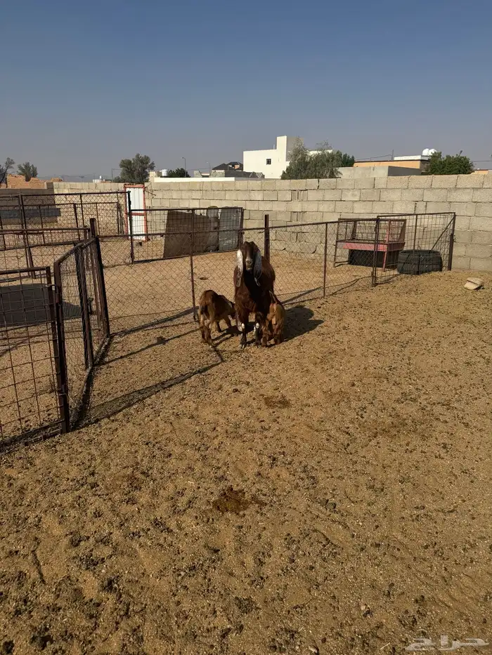 عنز شاميه متوم 5