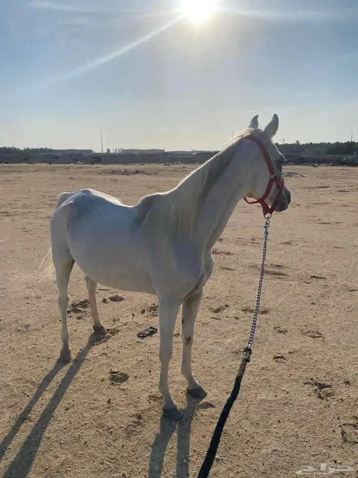 فرس لقاح ثقيل 2