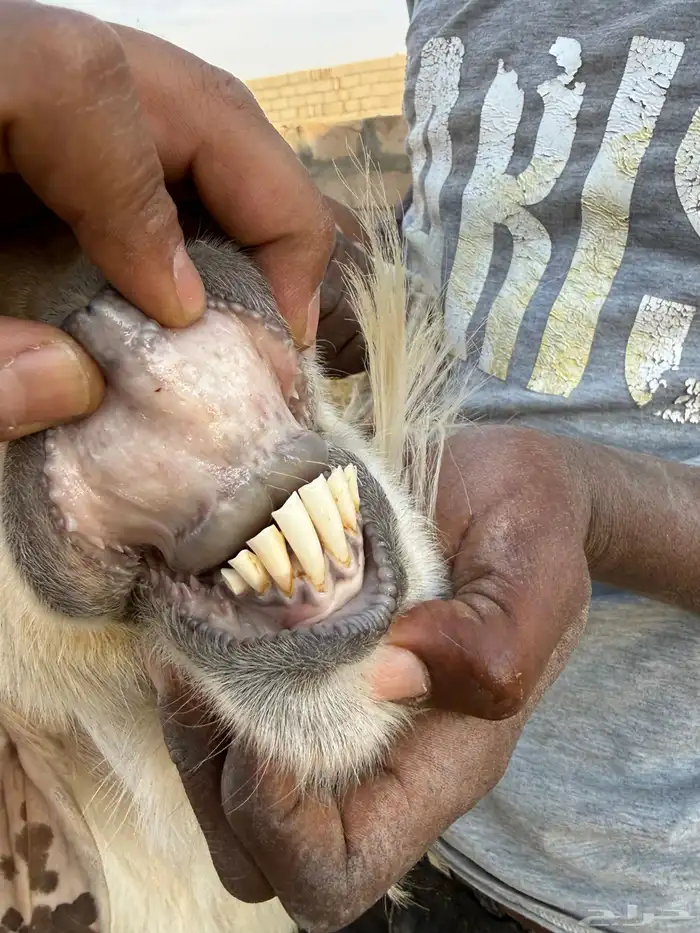 فحول بورقوت اصل - وعارضي ابيض - ومطور 3