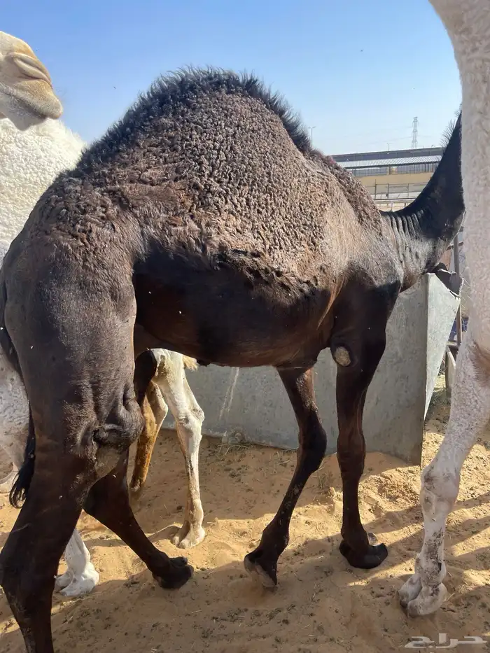 قعدان كفوللمناسبات 2